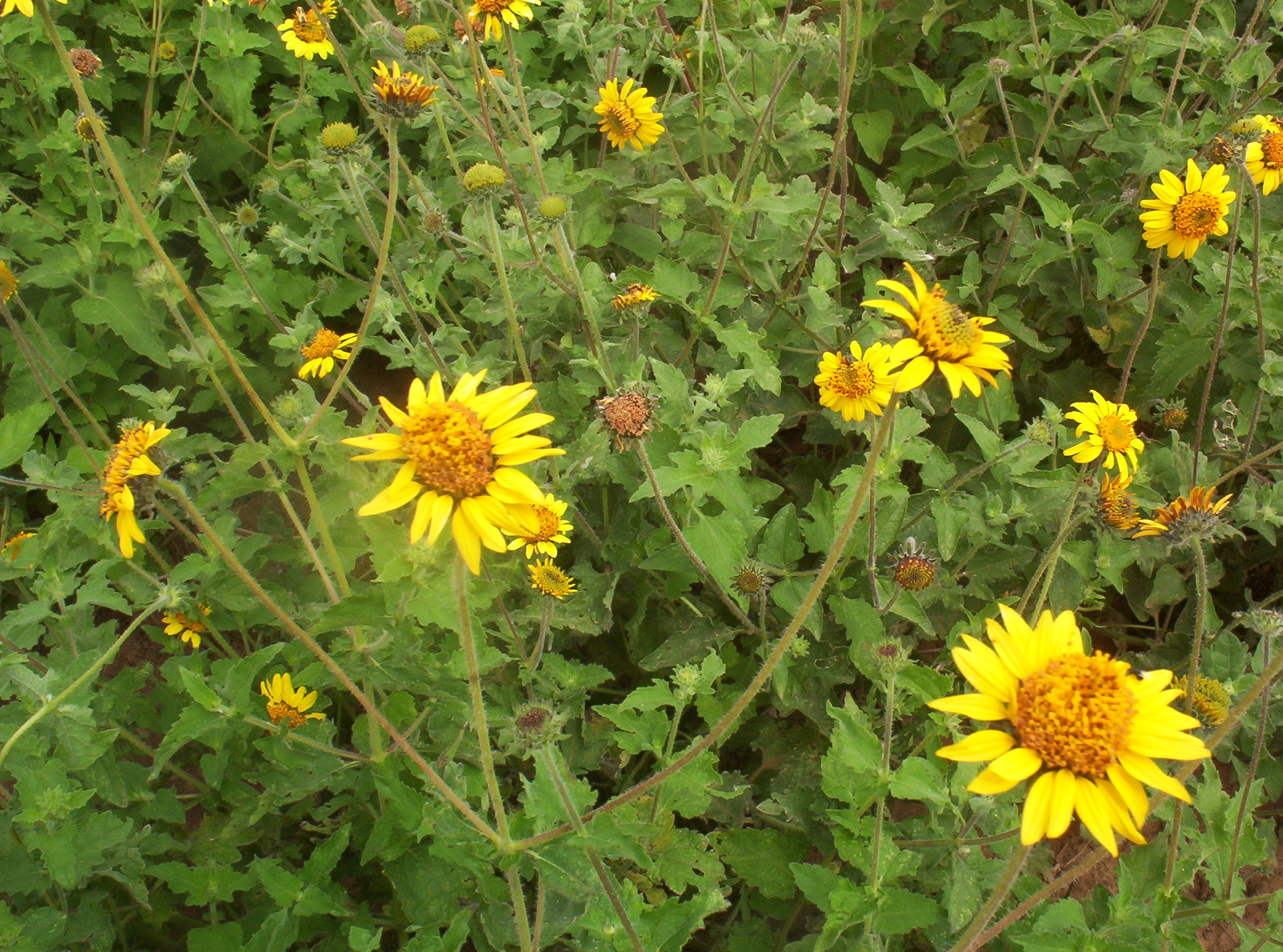 Turner Seed: Your Reliable Breckenridge, TX Seed Provider