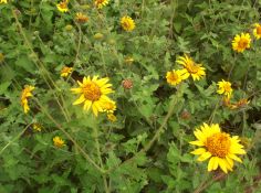 Awnless Bushsunflower - Plateau