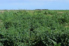 Cowpea - Ace