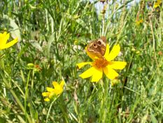 Lanceleafed Coreopsis - Native
