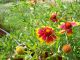 Indian Blanket - Native
