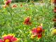 Indian Blanket - Native