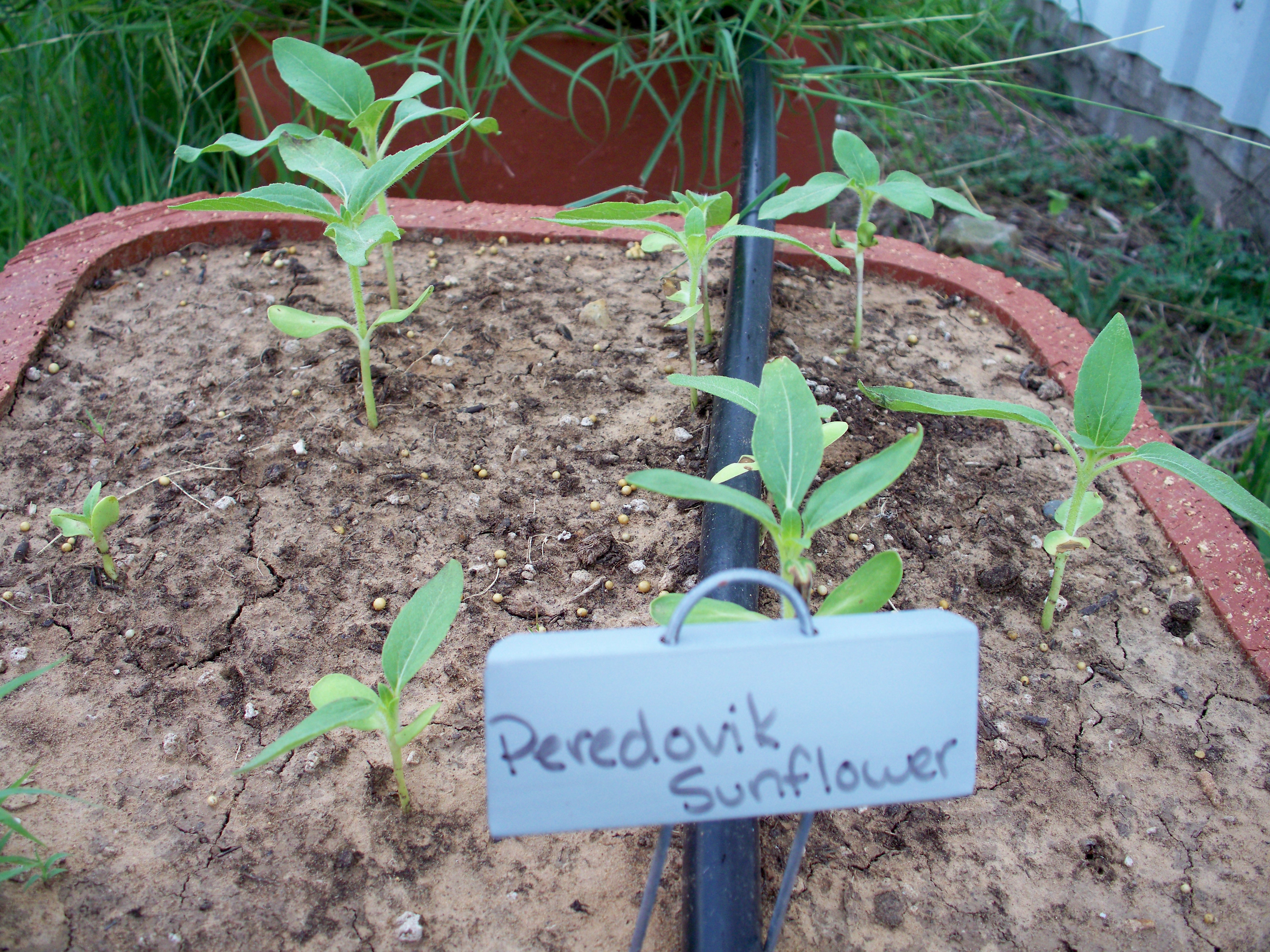 Peredovik sunflower clearance