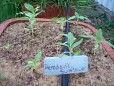 Peredovik Sunflower - VNS