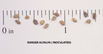 Alfalfa - Ranger