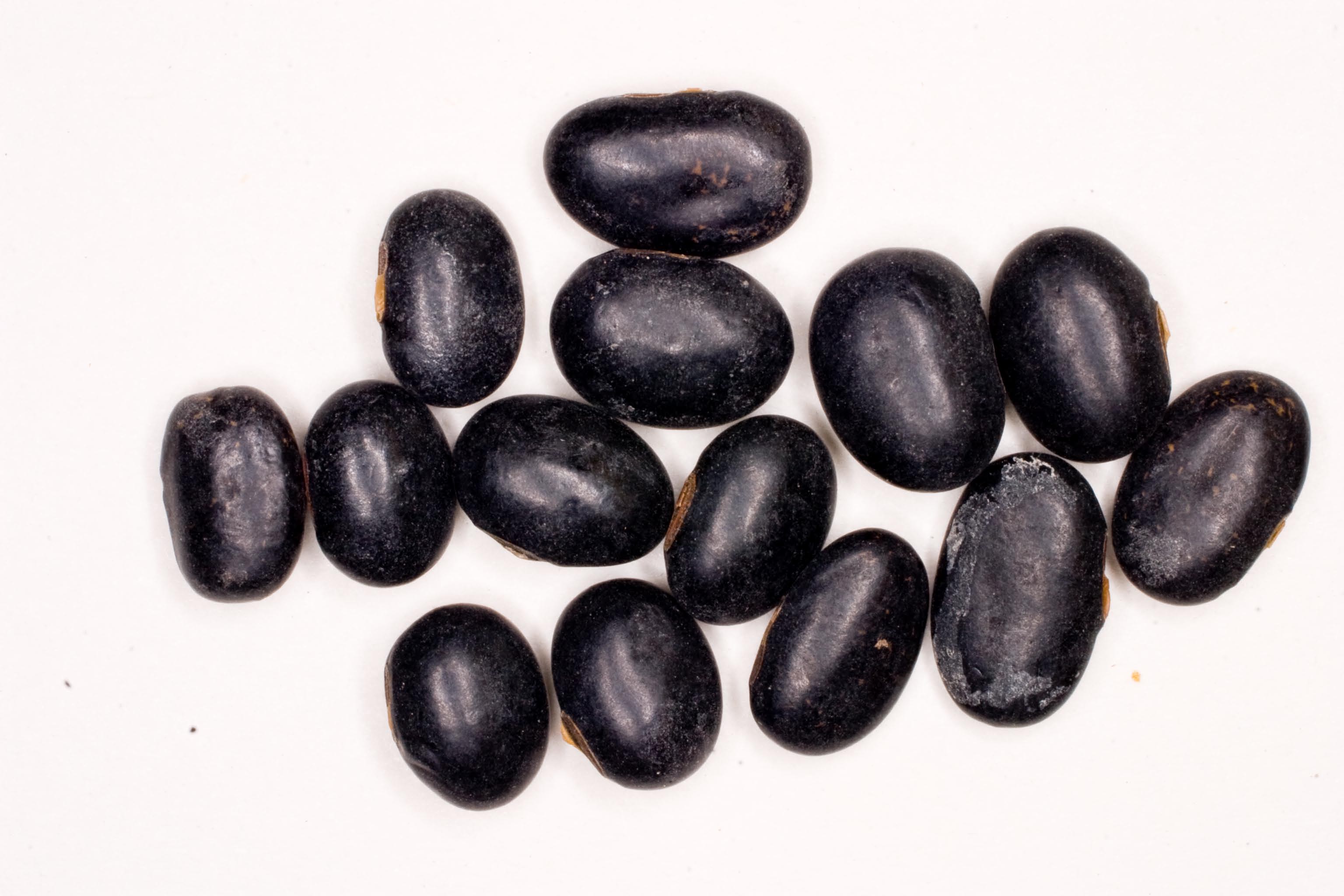 turnerseed Soybean Laredo