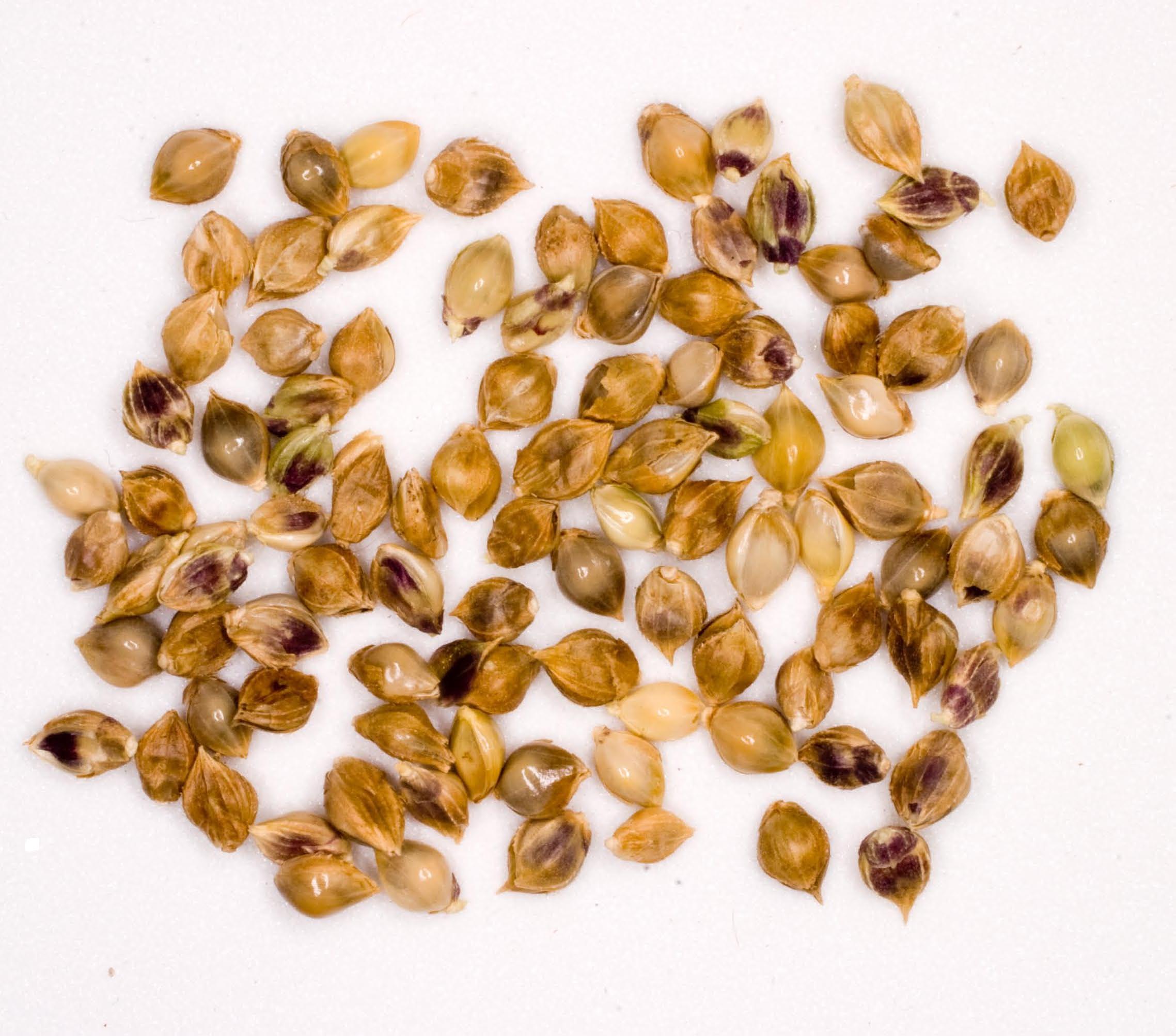 turnerseed: Japanese Millet - VNS