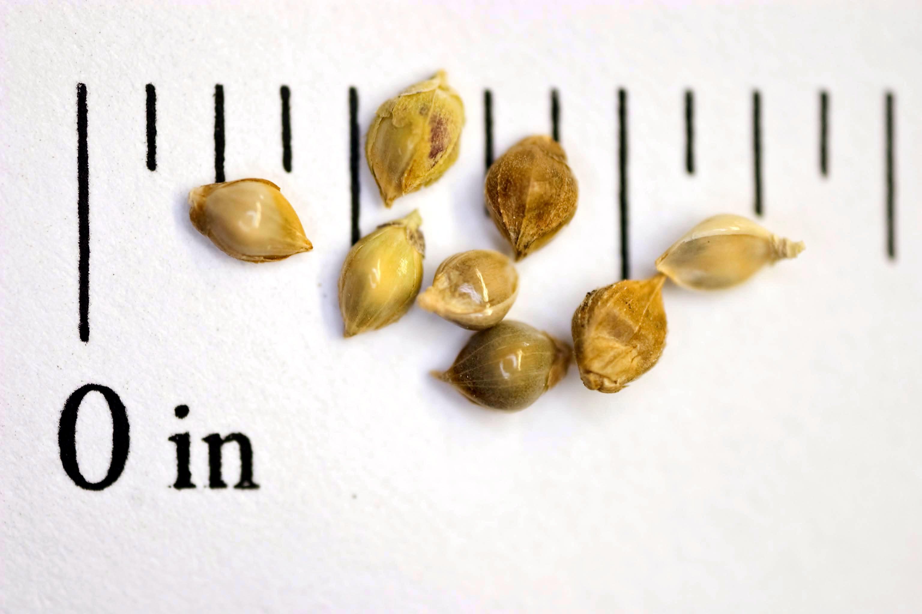 turnerseed: Japanese Millet - VNS