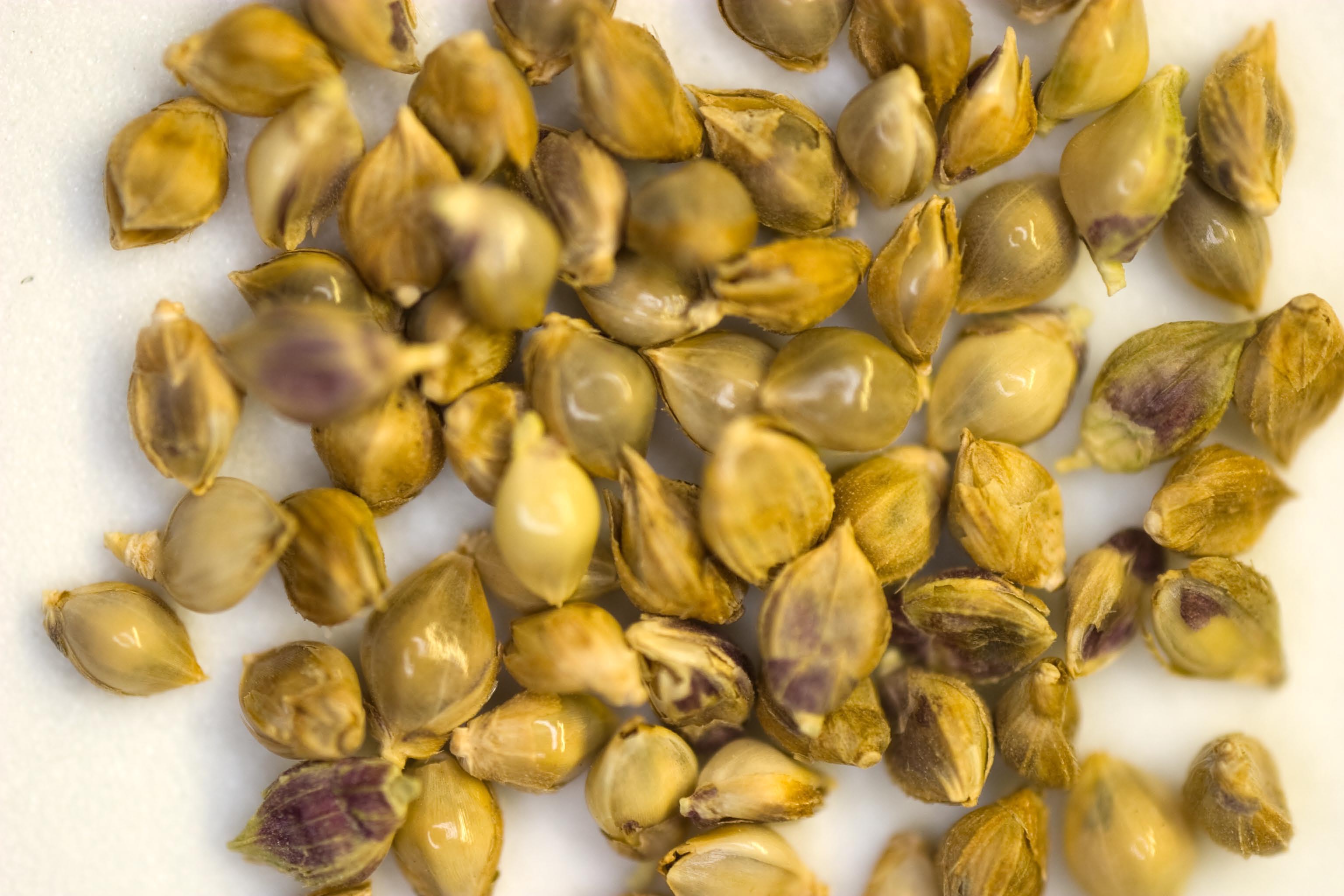☆millet☆ GemPinkAntiqueViola1_52.png?v=