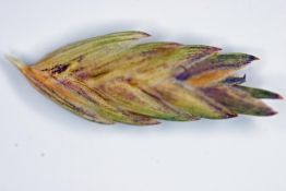Inland Sea Oats - Native