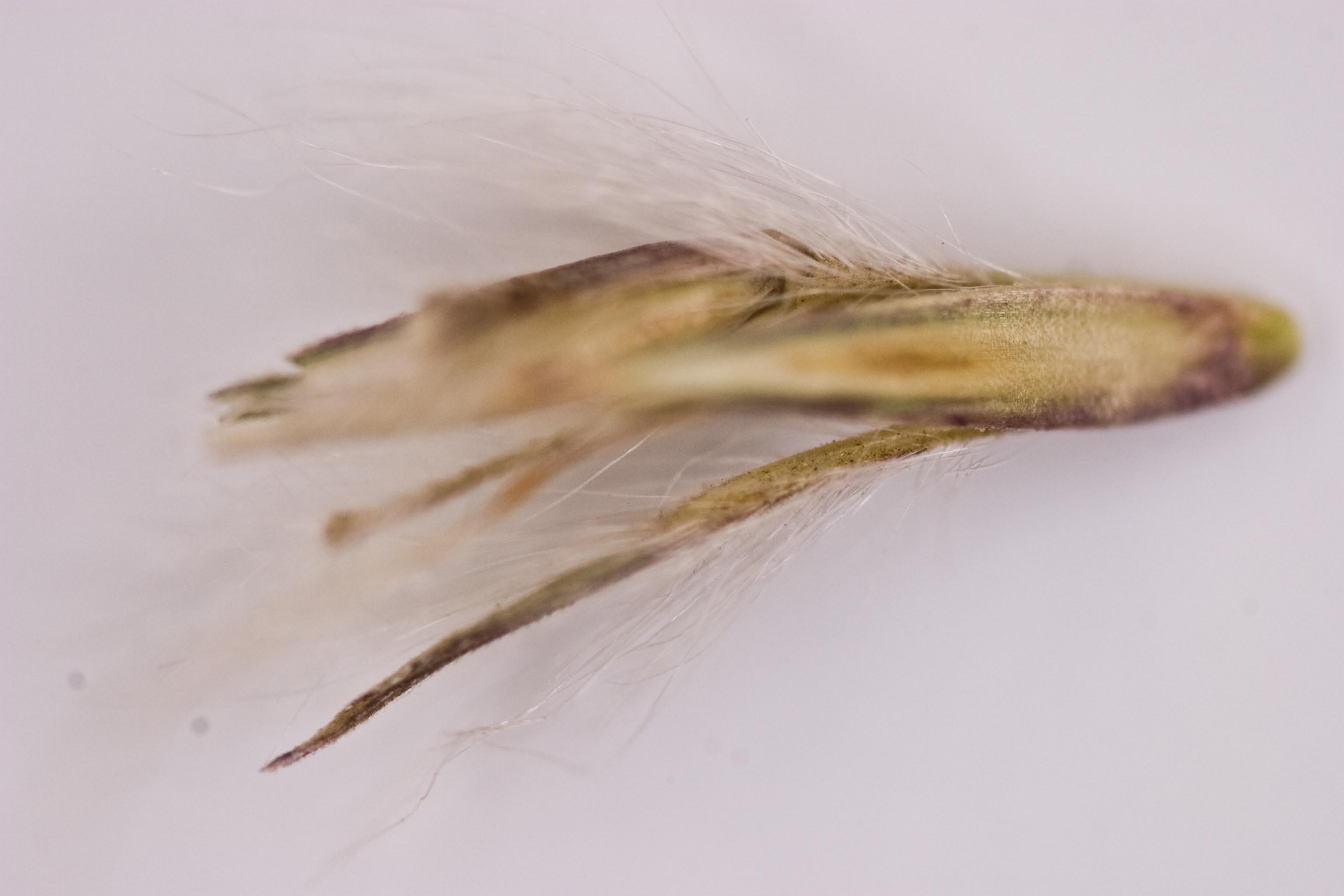けん玉 Grain Theory Nick Stood Mod BLUEGATU turnerseed: Splitbeard Bluestem - Native