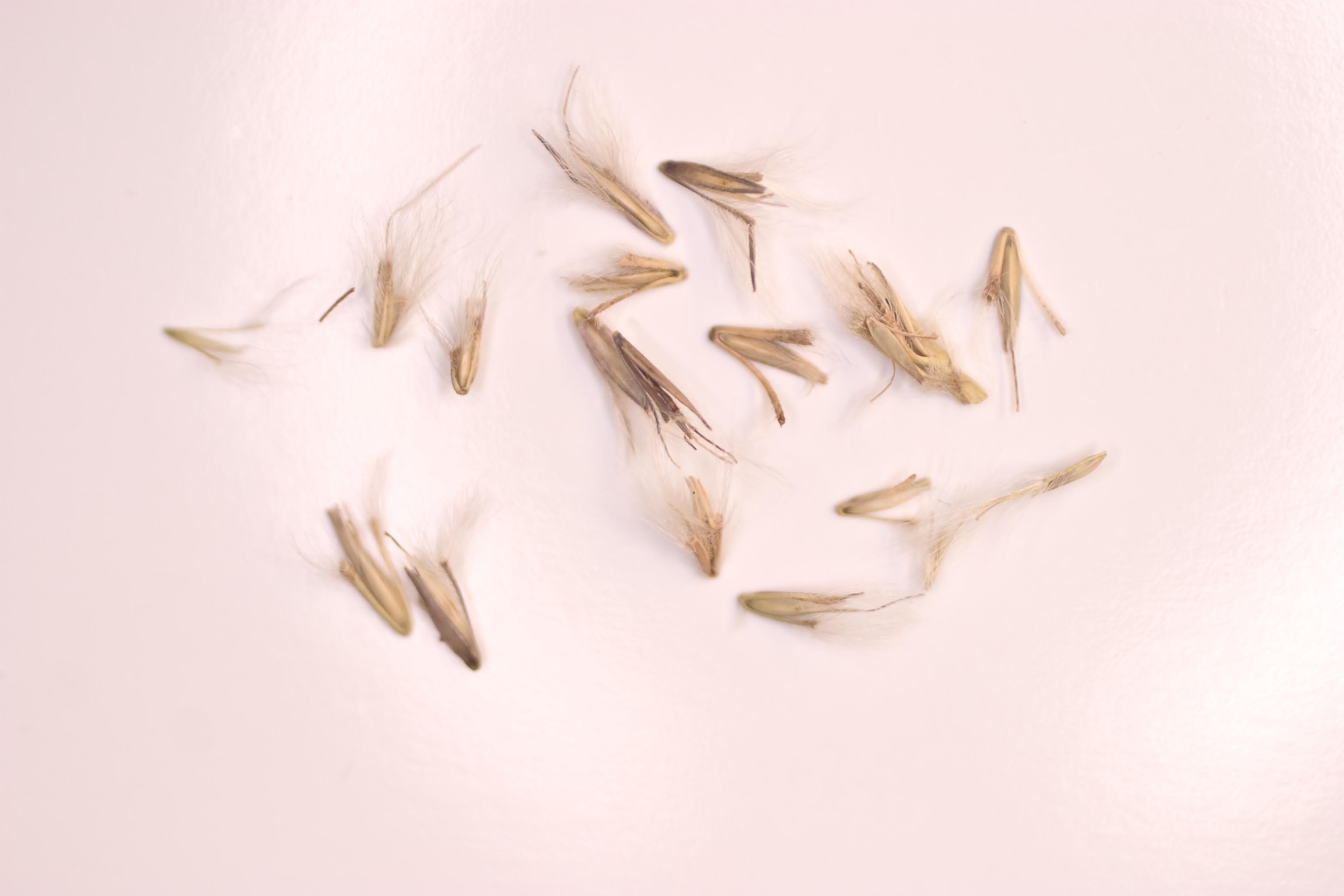 けん玉 Grain Theory Nick Stood Mod BLUEGATU turnerseed: Splitbeard Bluestem - Native