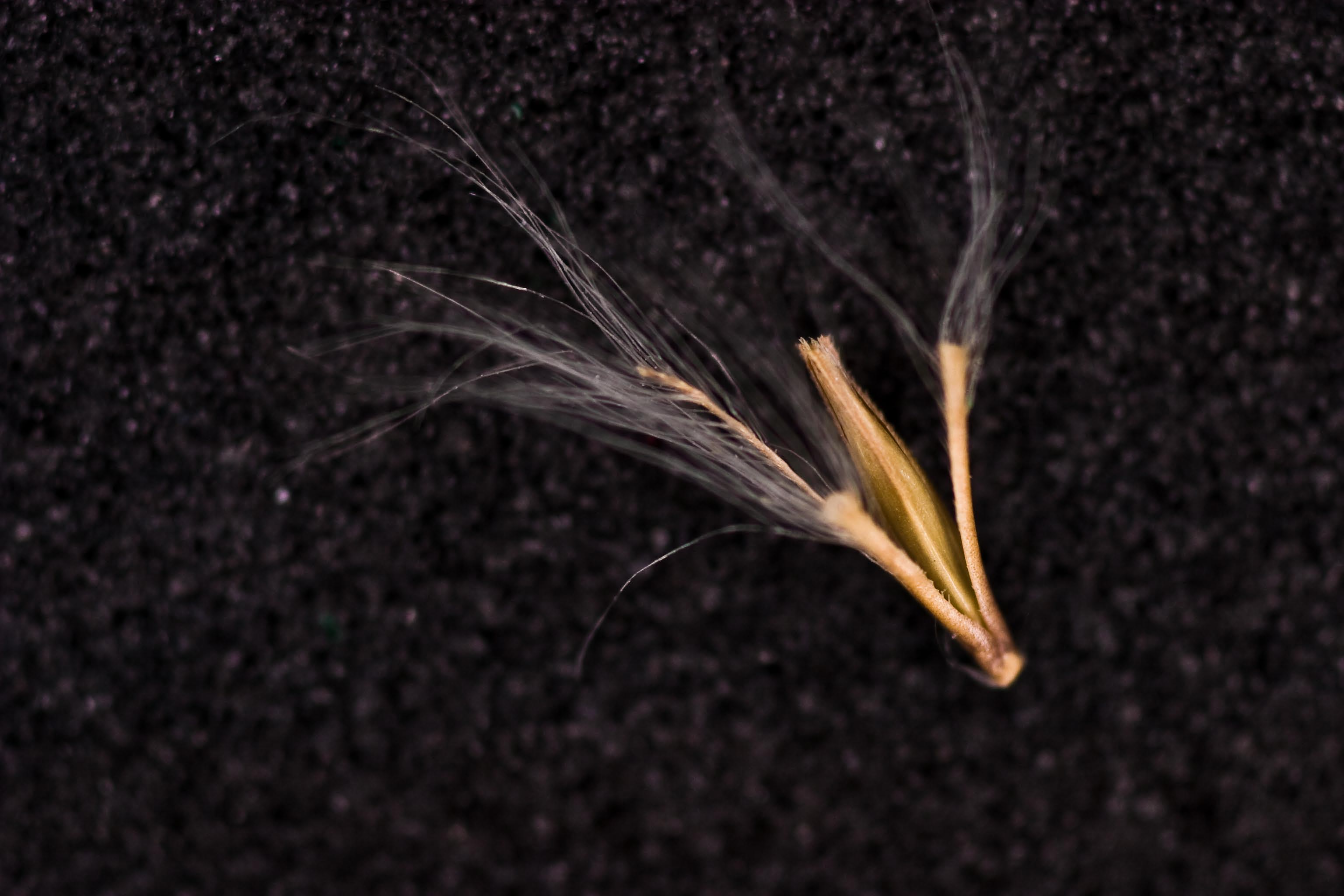turnerseed: Splitbeard Bluestem - Native