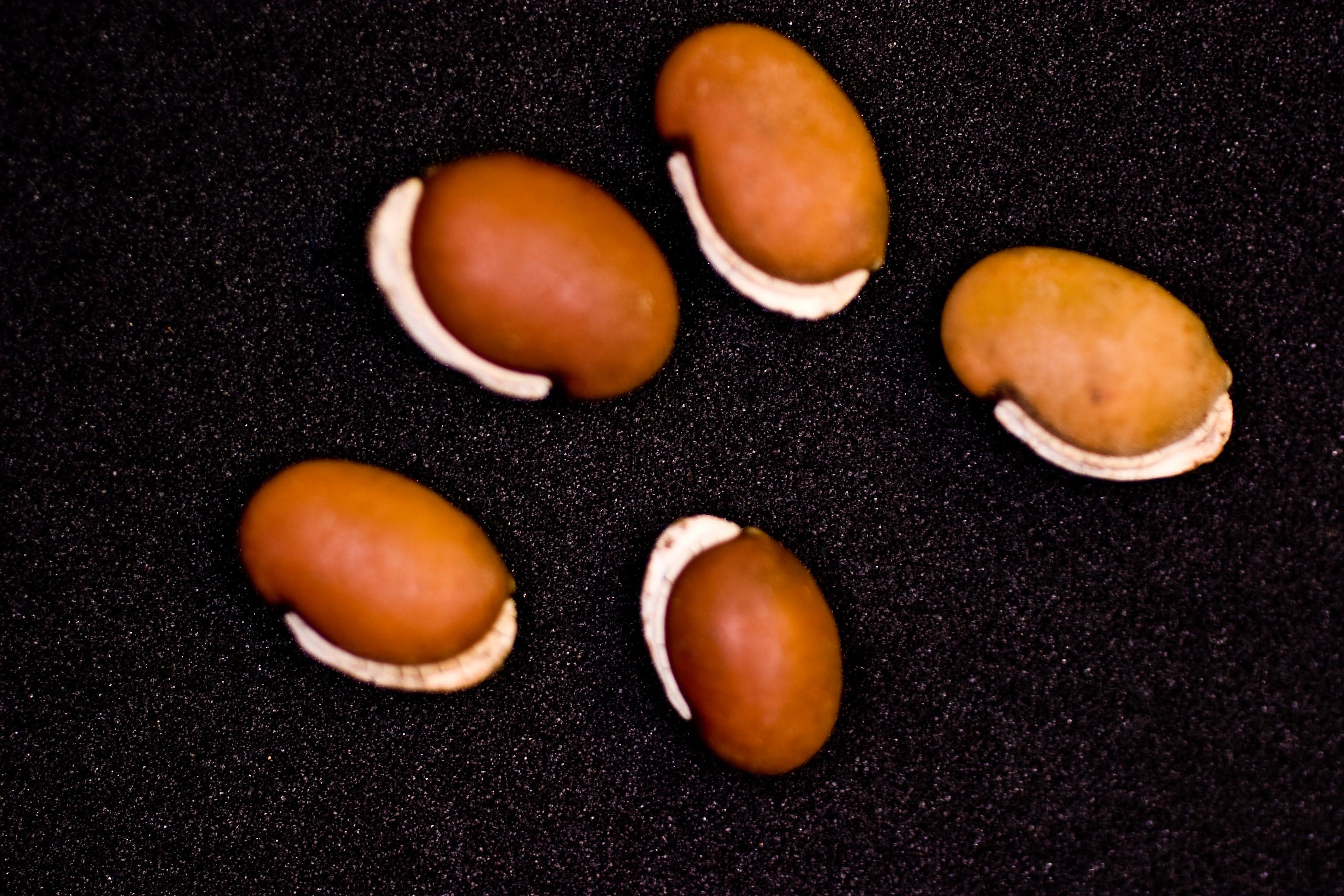 turnerseed Lab Lab VNS