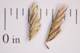 Sideoats Grama - El Reno