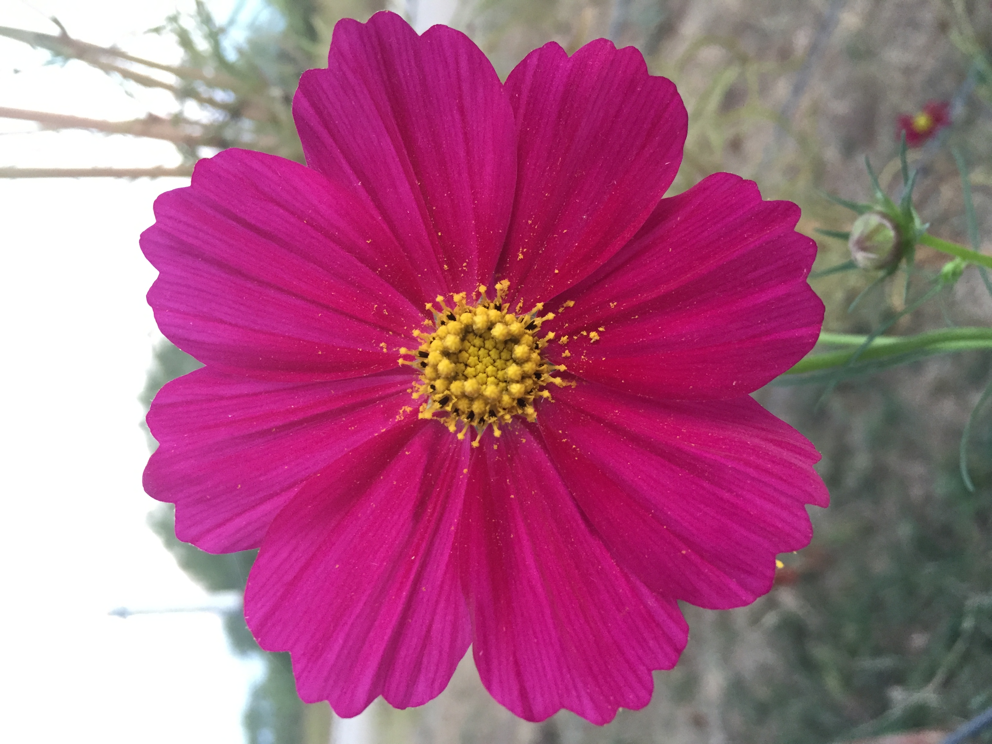 turnerseed: Cosmos - VNS