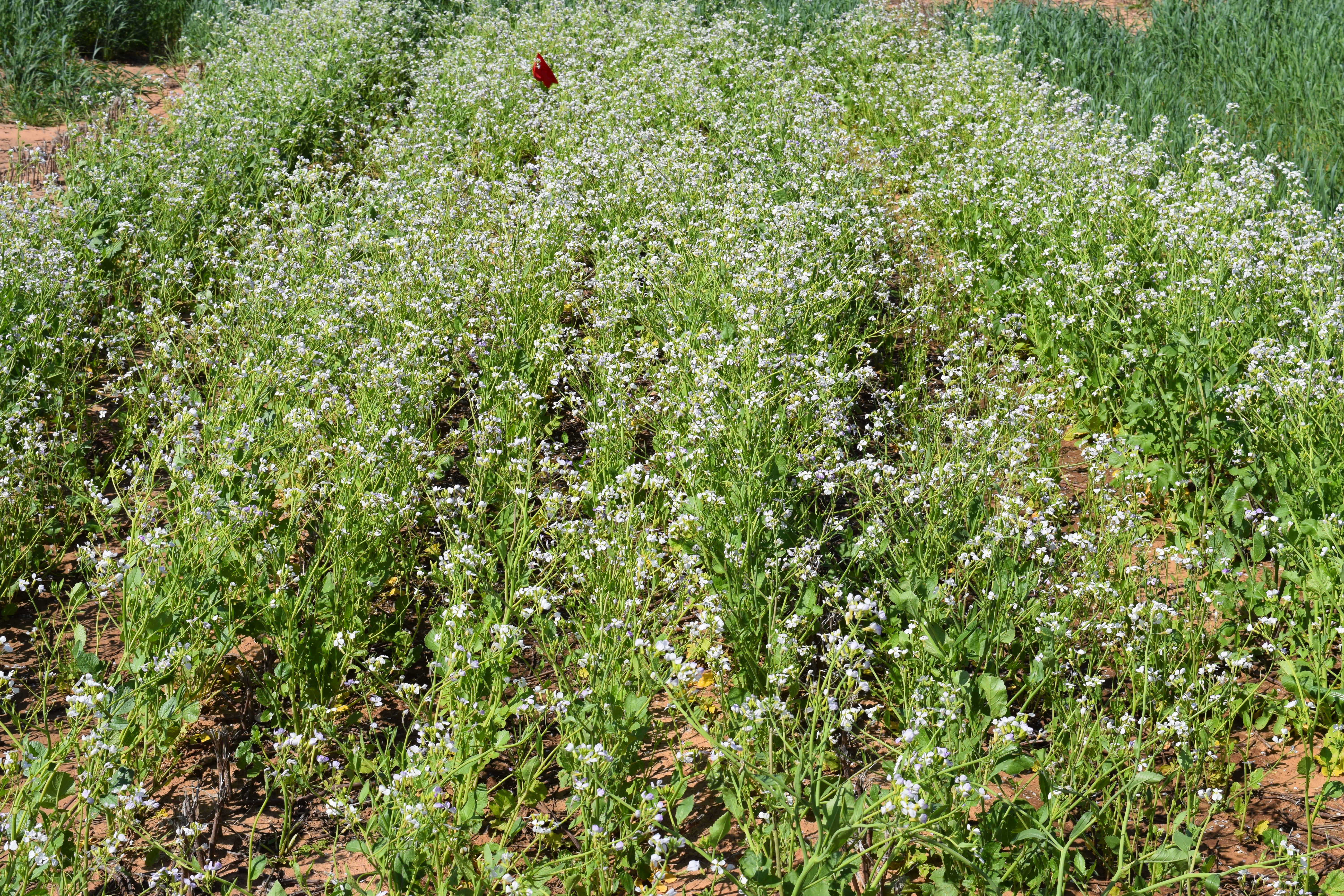 turnerseed: Daikon Radish - Driller