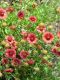 Indian Blanket - Native