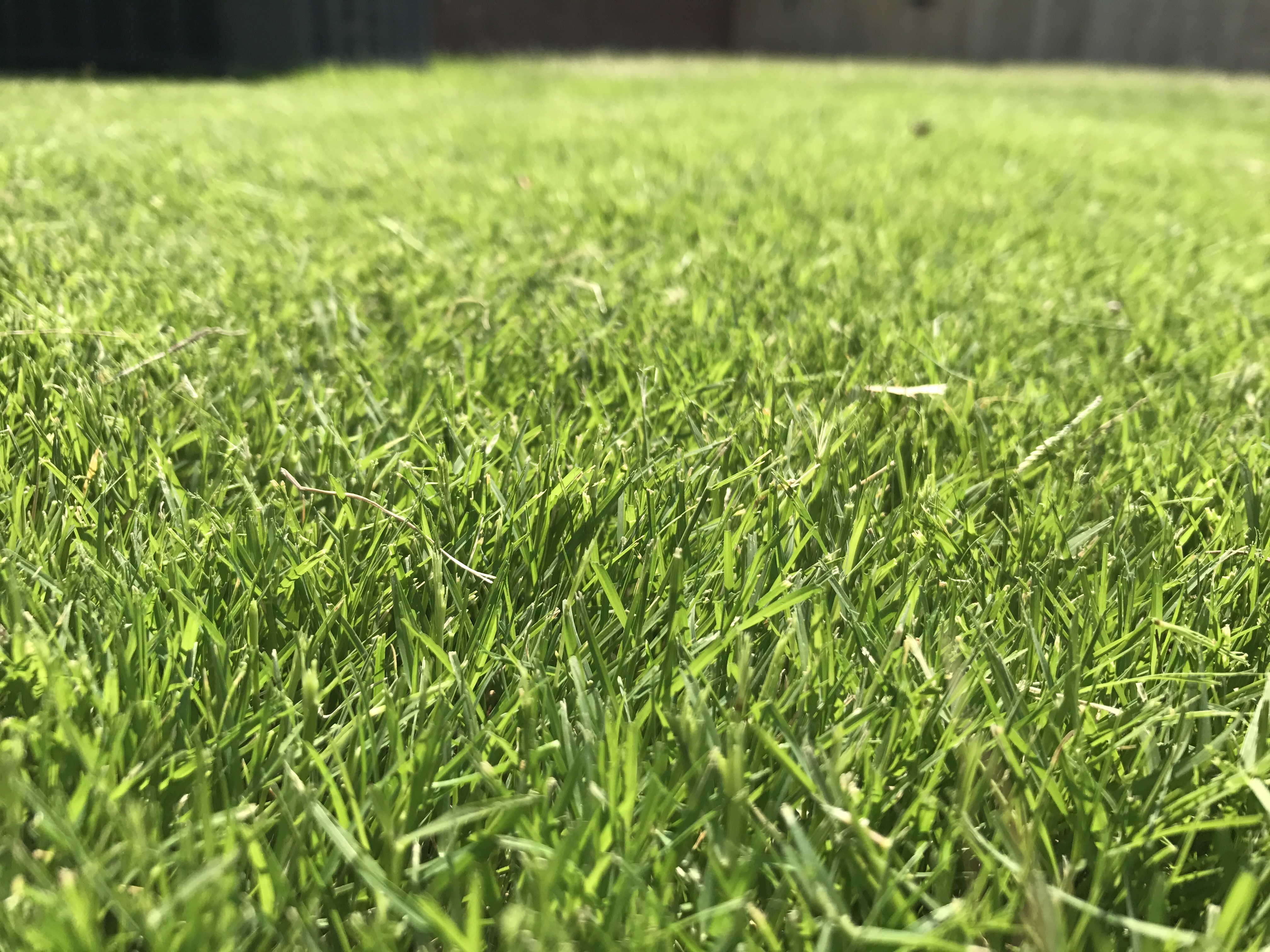 Turf Seed