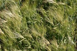 Barley - Tambar 500