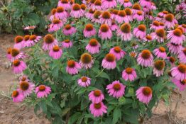 Purple Coneflower - Native