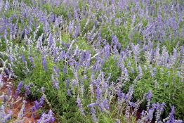 Mealy Blue Sage - Native