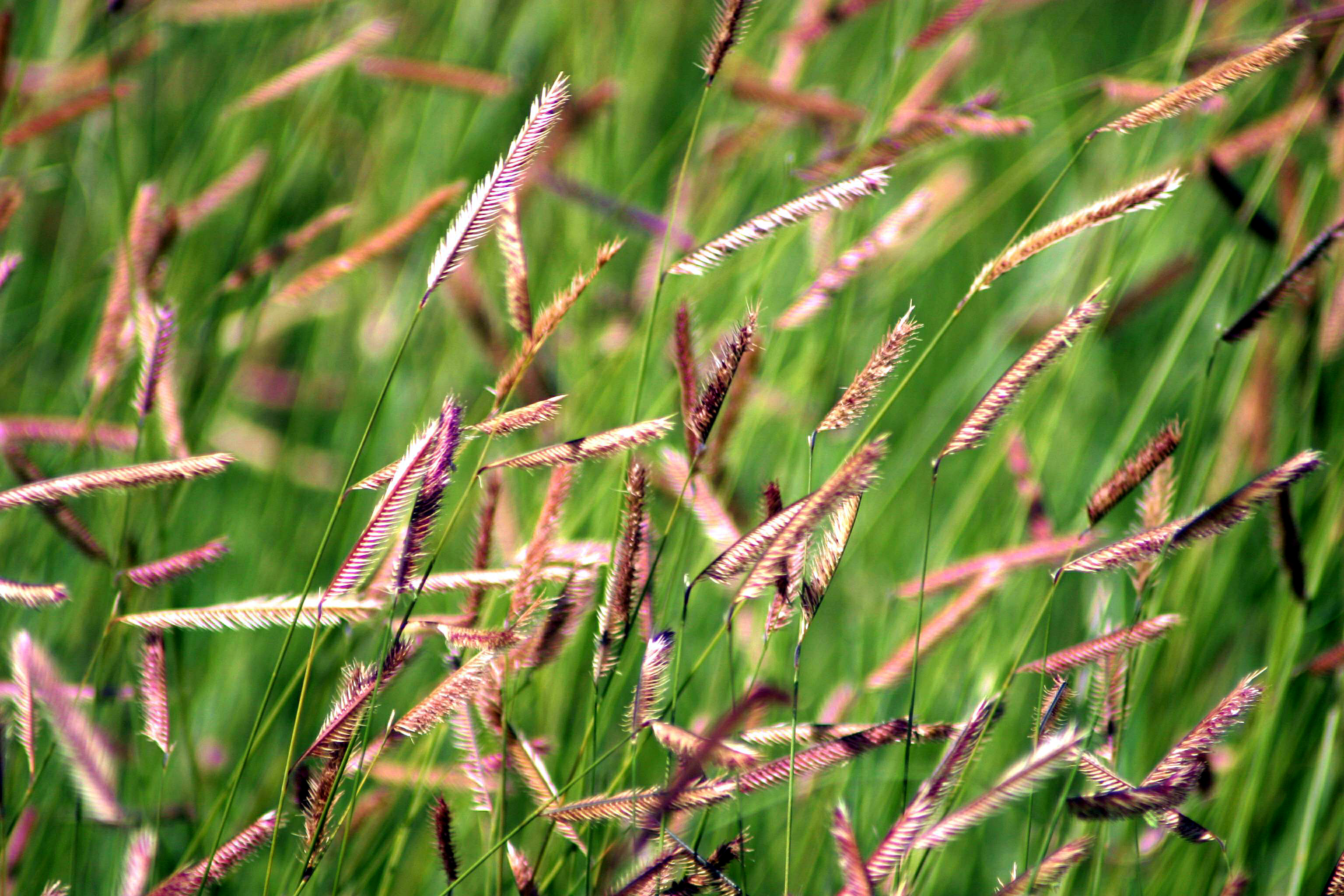 Blue grama grass deals