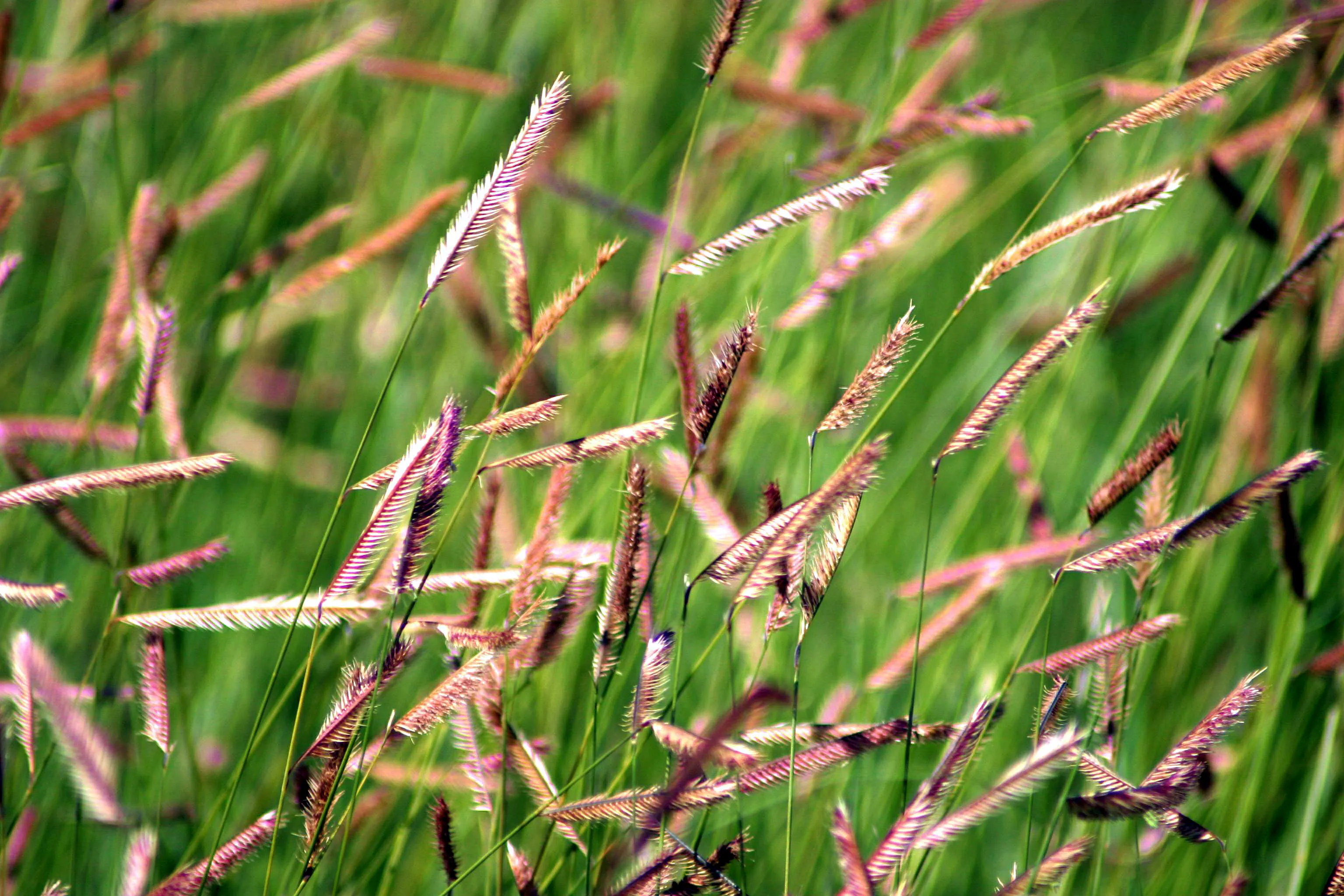 Grass Seed