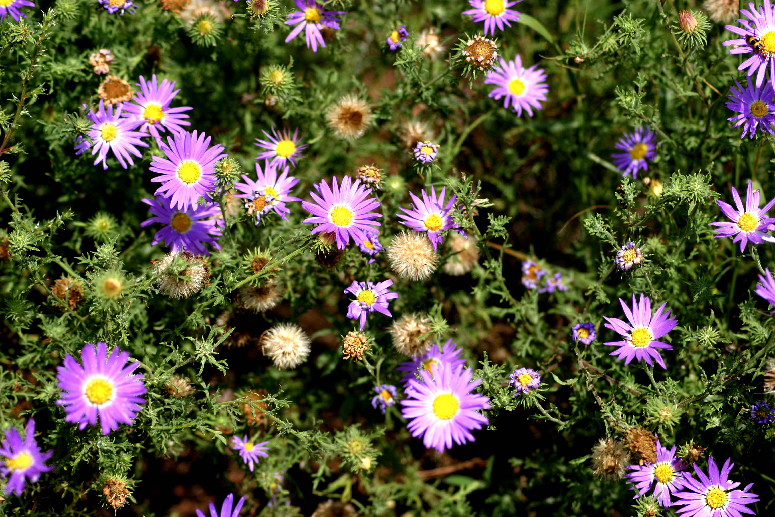 turnerseed: Tahoka Daisy - Native