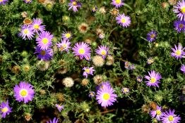 Tahoka Daisy - Native
