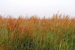 Indiangrass - Cheyenne