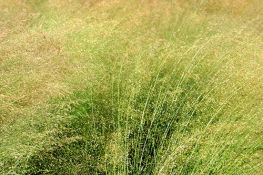 Sand Lovegrass - Bend