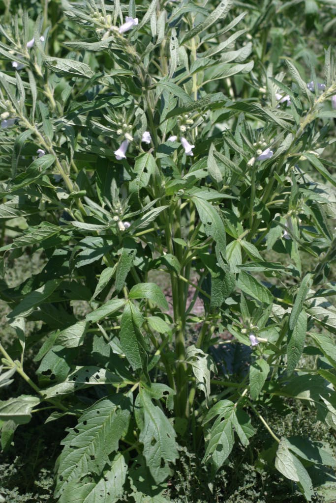 turnerseed: Sesame - S140