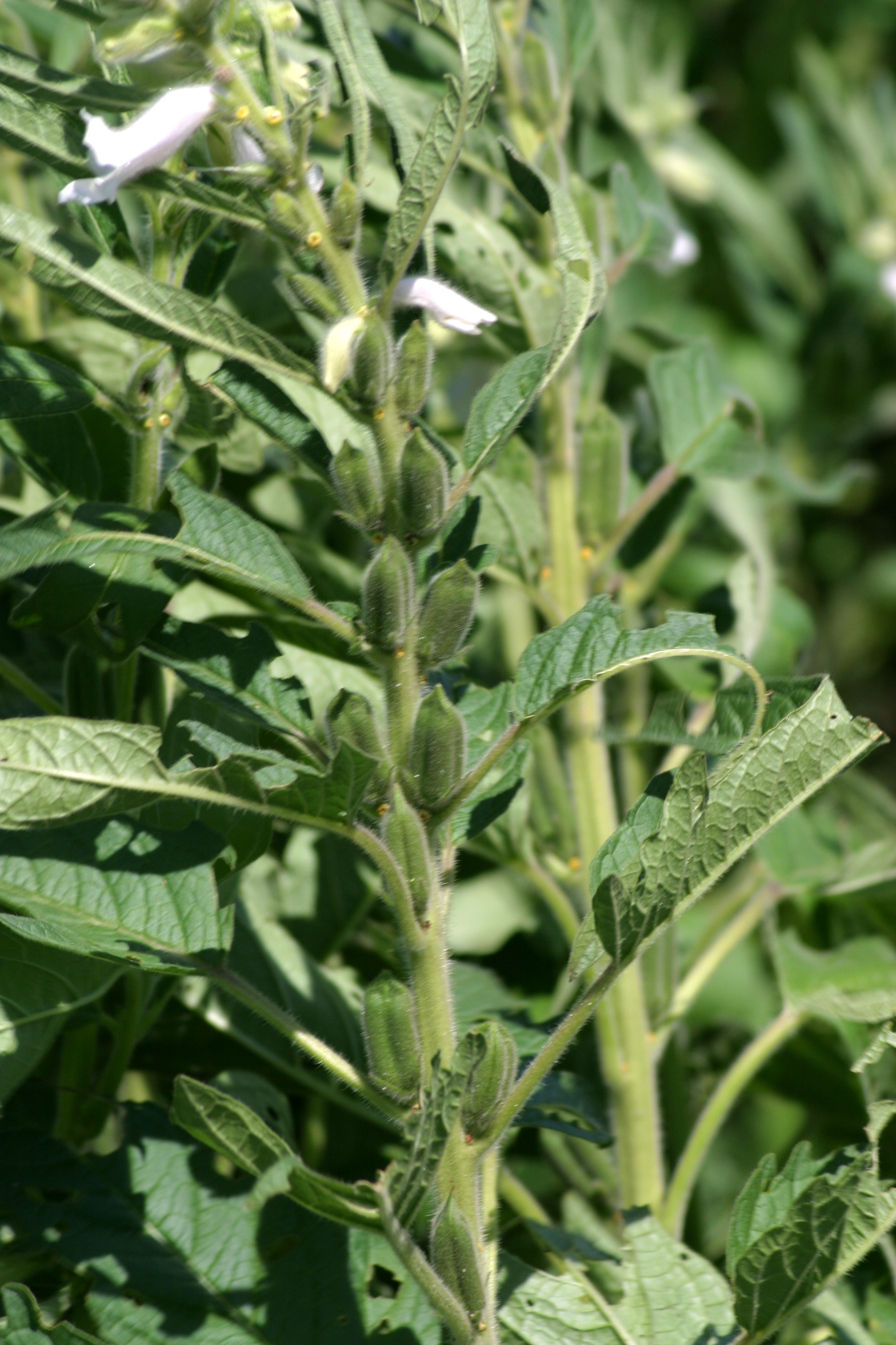 turnerseed: Sesame - S140