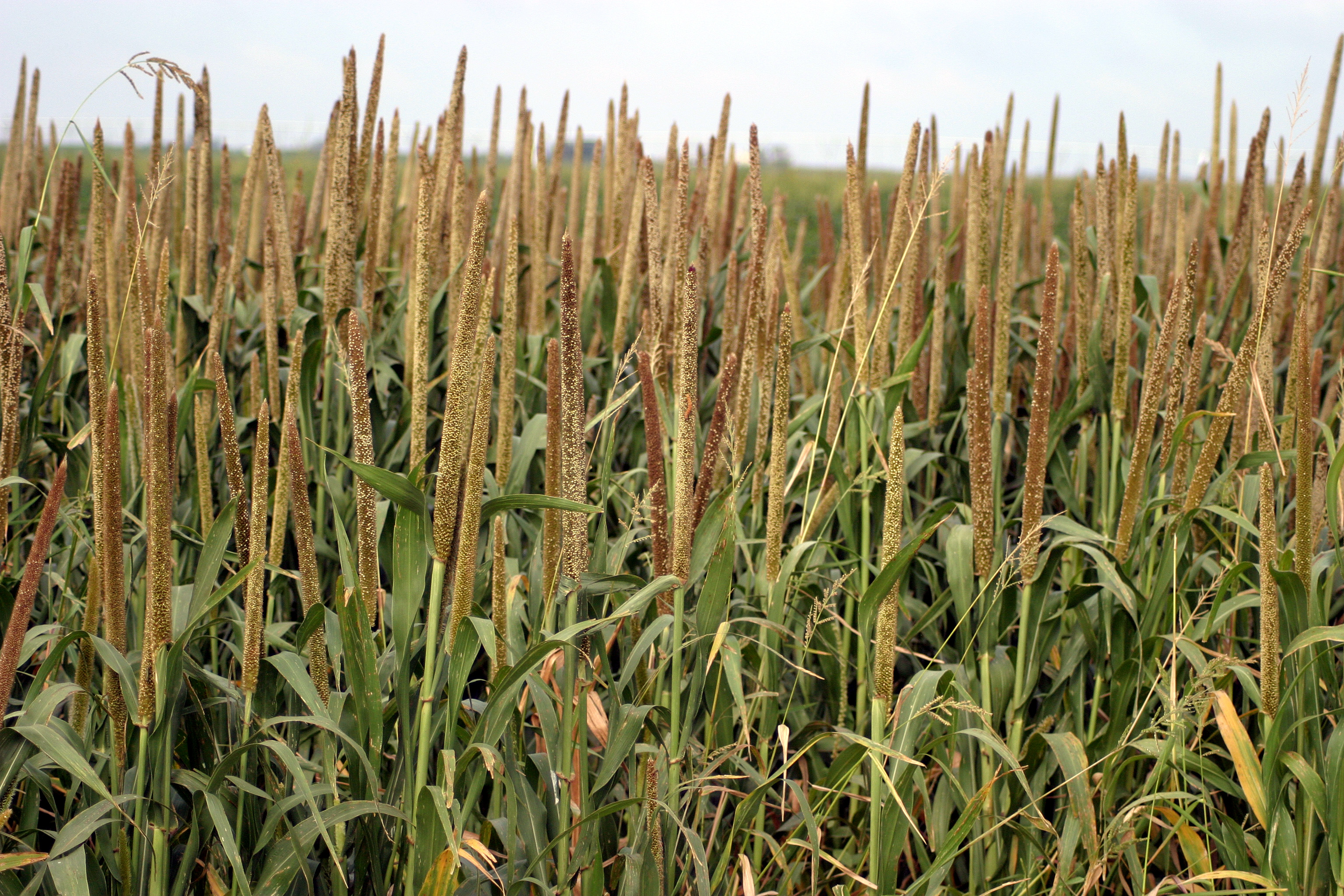 Millet