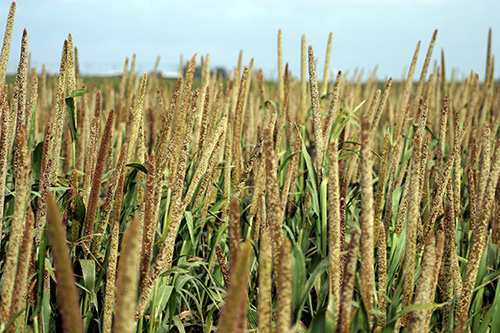 Millet