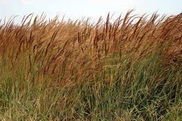 Indiangrass - Lometa