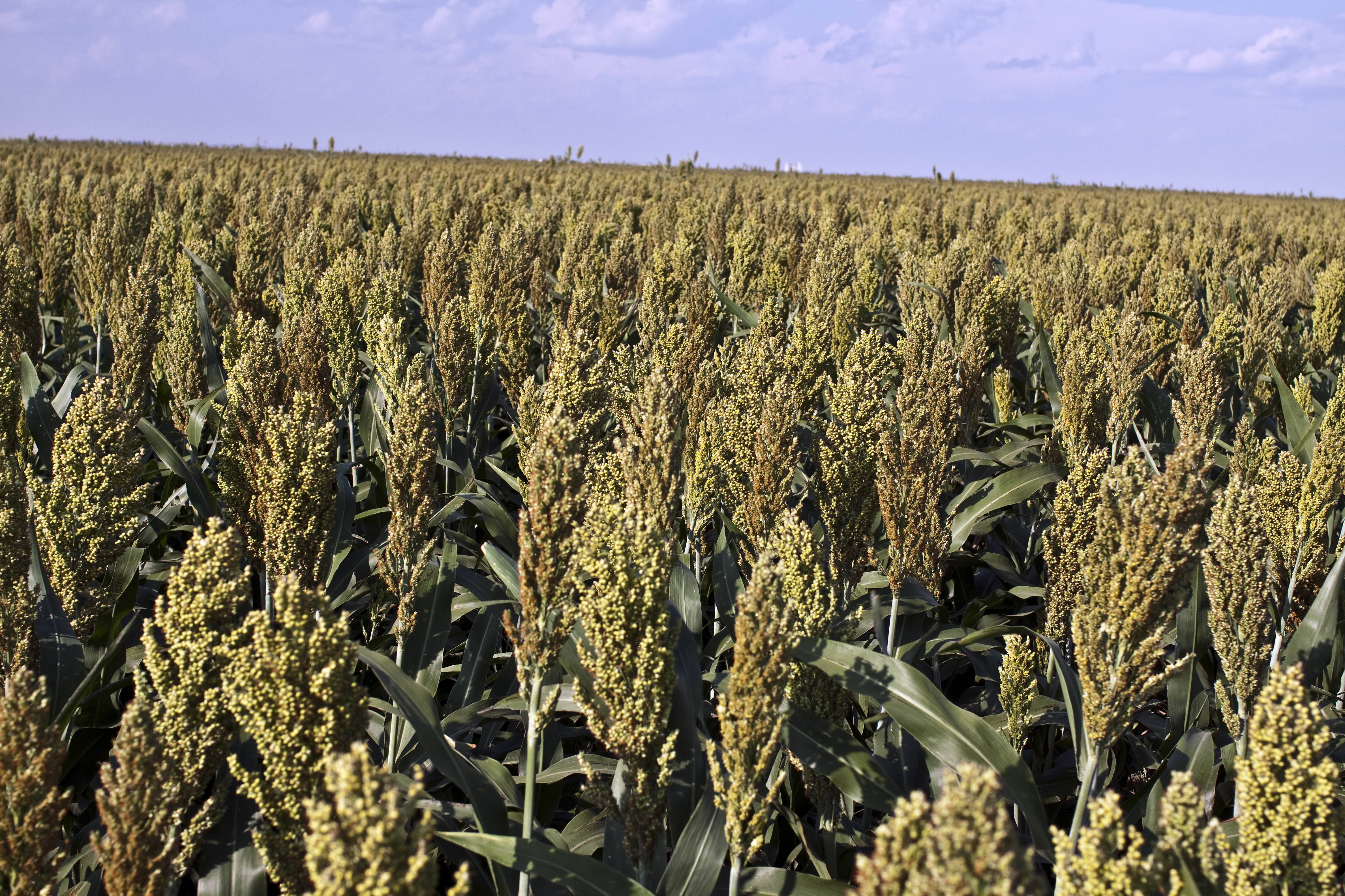 Red Milo turnerseed: Hybrid Grain Sorghum - Red - Medium Maturity