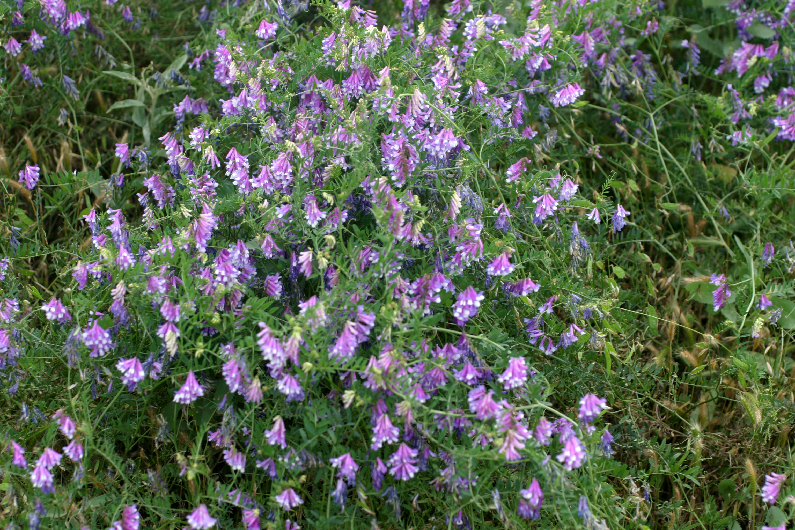 Turnerseed Hairy Vetch VNS turnerseed-hairy-vetch-vns