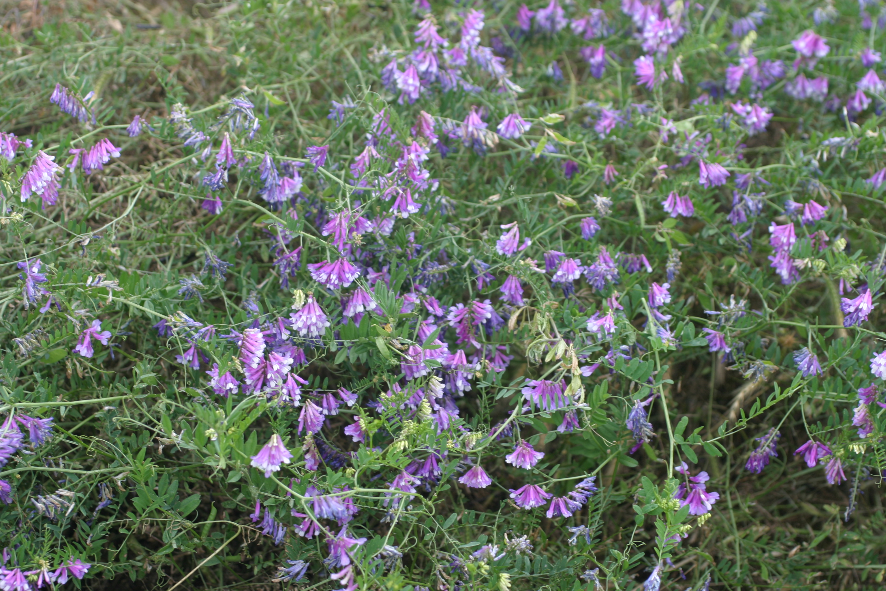 Turnerseed Hairy Vetch VNS turnerseed-hairy-vetch-vns