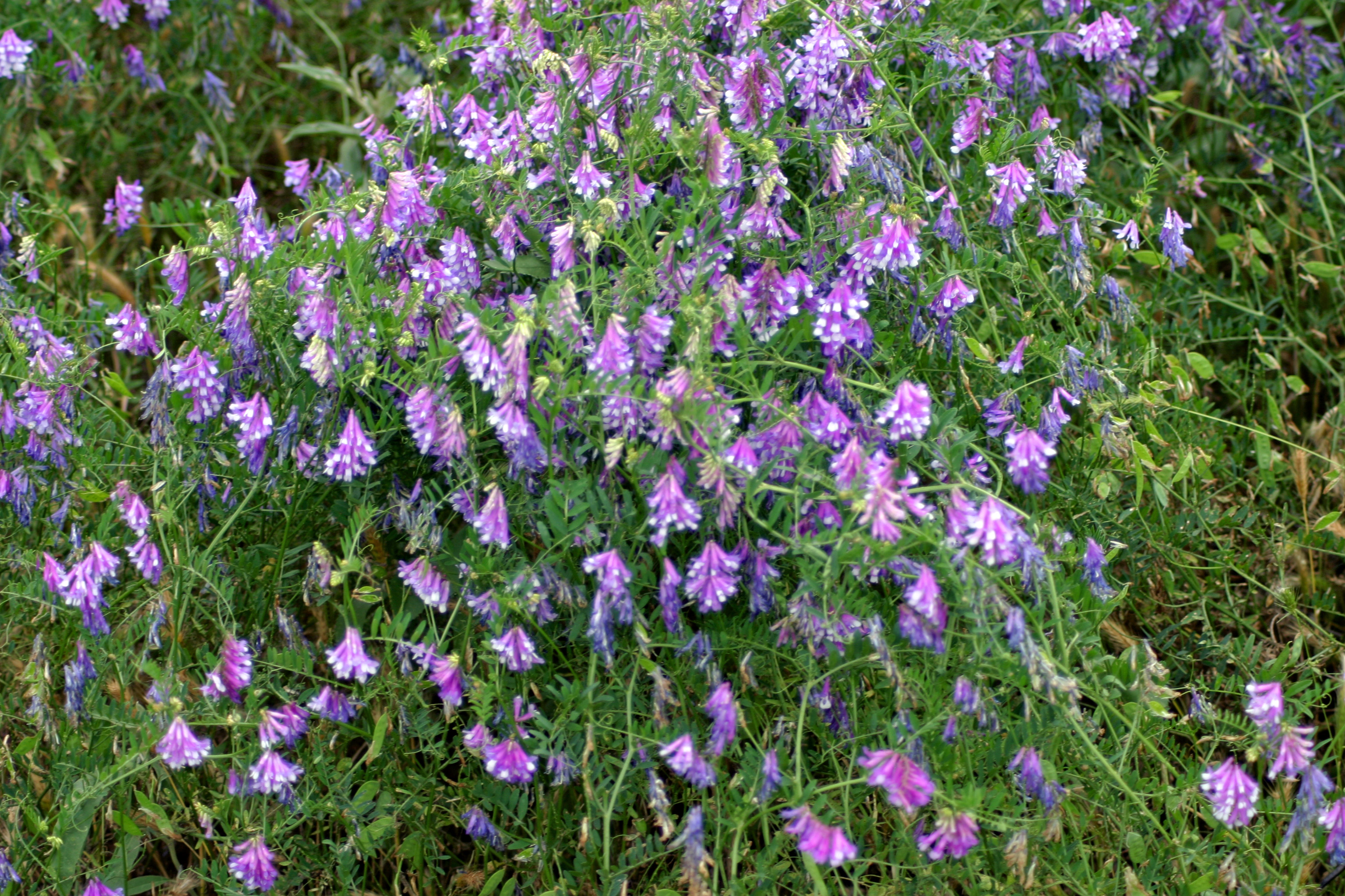 Turnerseed Hairy Vetch VNS turnerseed-hairy-vetch-vns