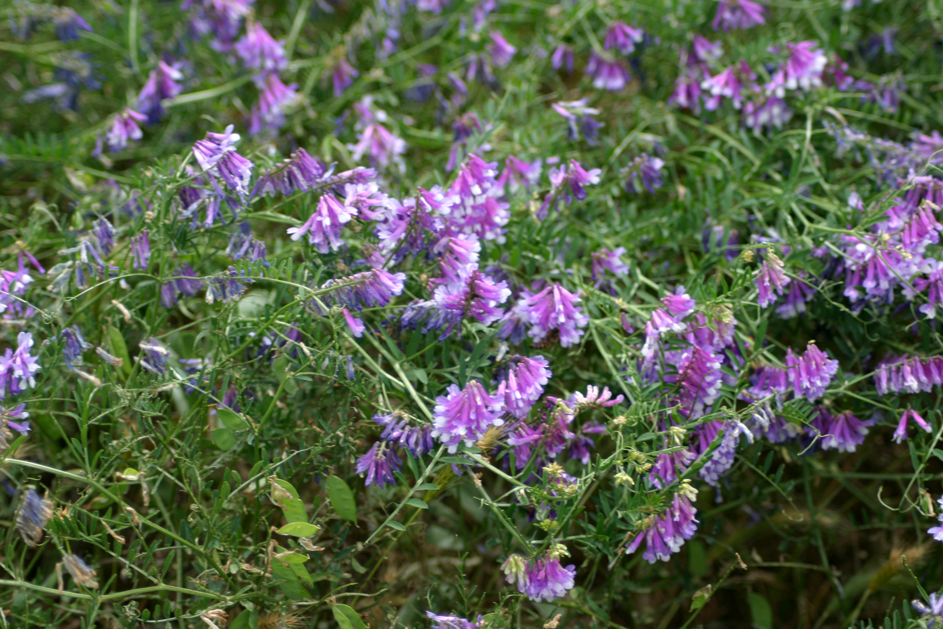 Turnerseed Hairy Vetch VNS turnerseed-hairy-vetch-vns