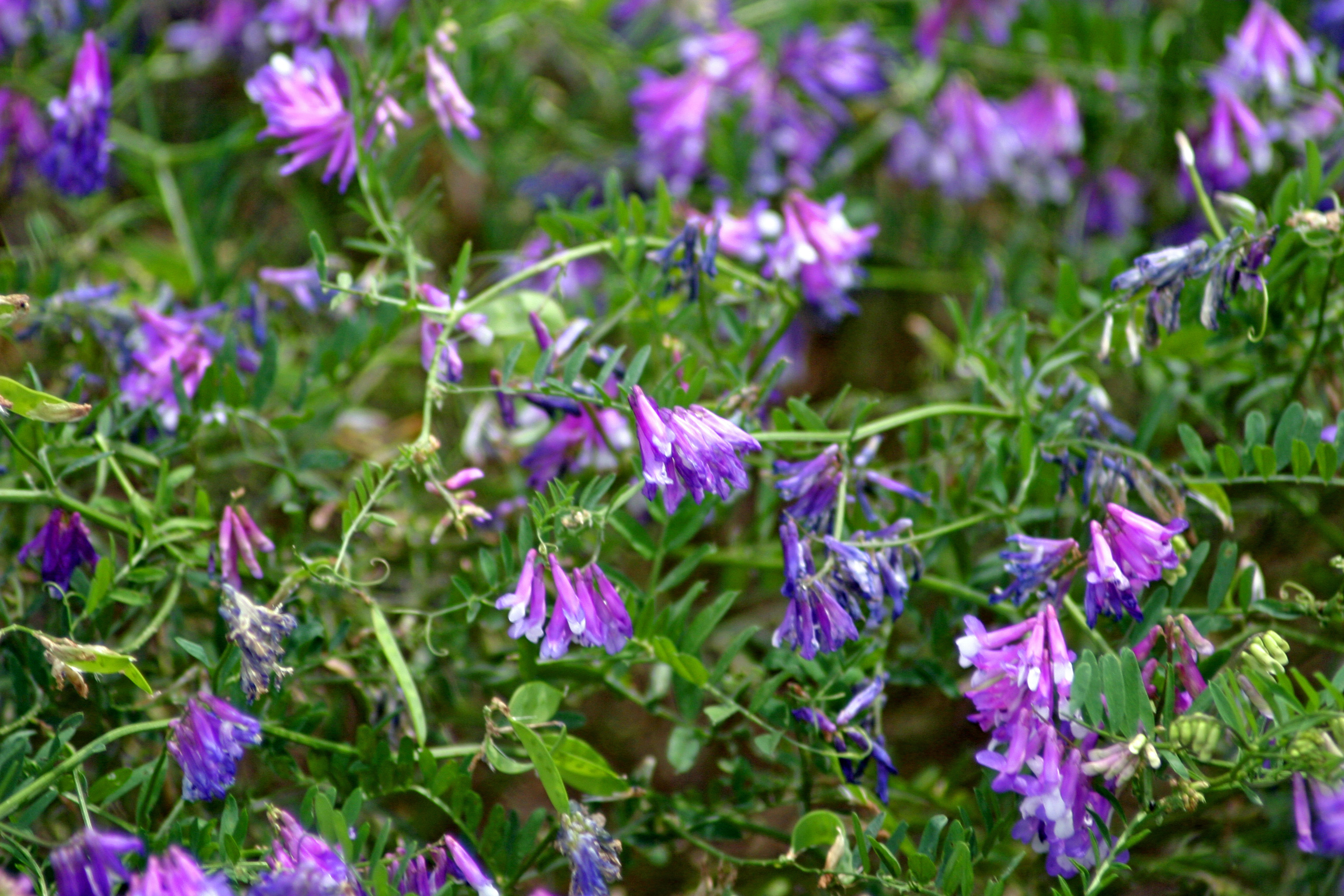 turnerseed: Hairy Vetch - VNS