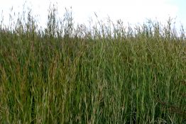 Sand Bluestem - Chet