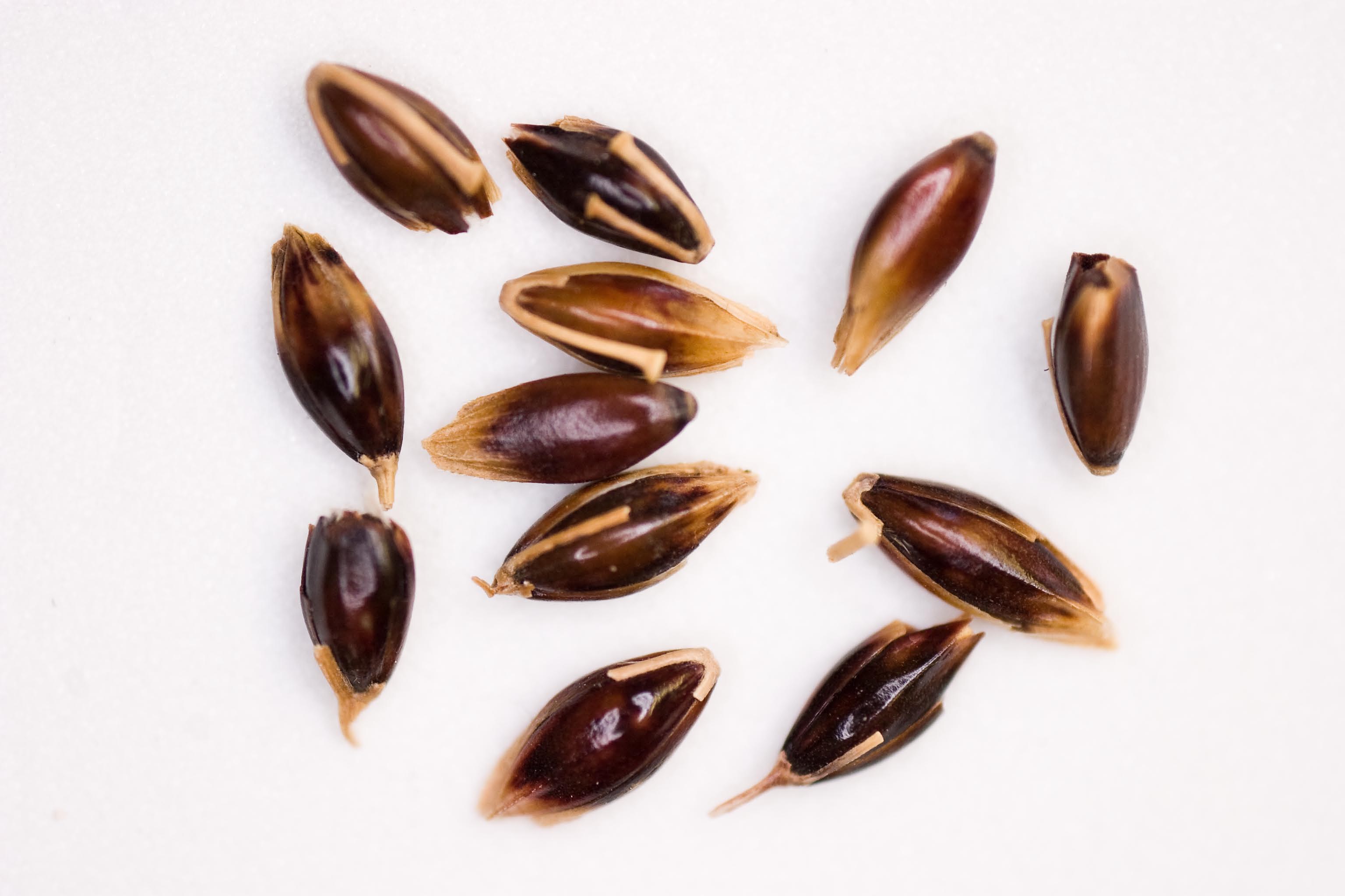 turnerseed: Johnsongrass - VNS