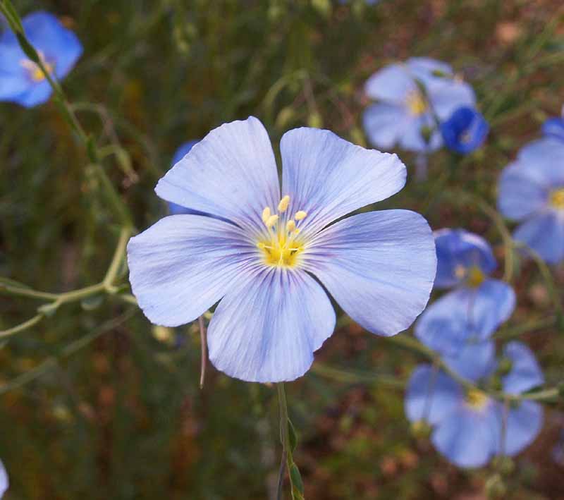 Blue flax discount