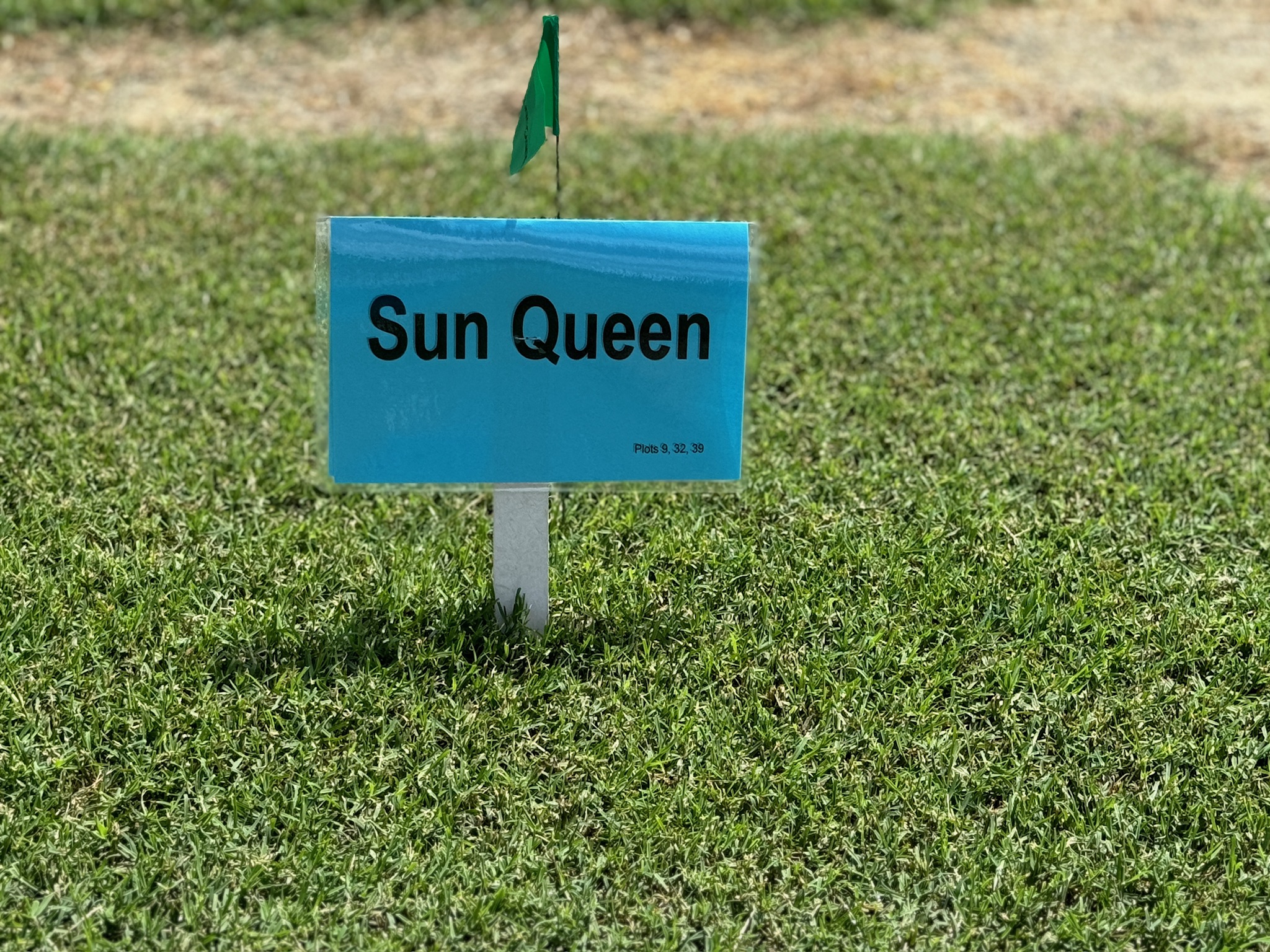 How Many Hours of Sunlight Does Bermuda Grass Need: Ultimate Guide