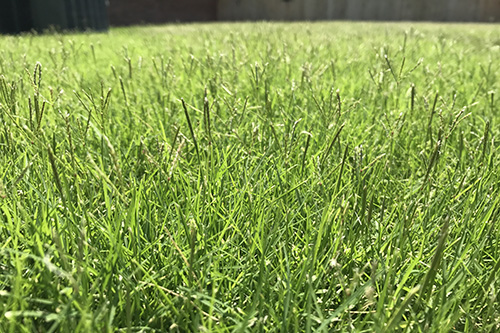 Turf Seed