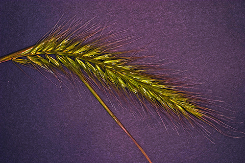 turnerseed: Virginia Wildrye - Native