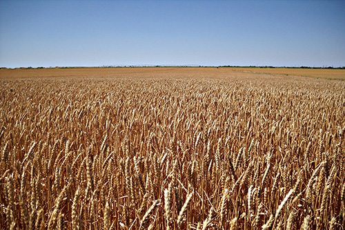 Field Seed